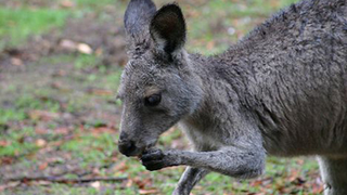 Surfer Saves Kangaroo From Shark-Infested Waters